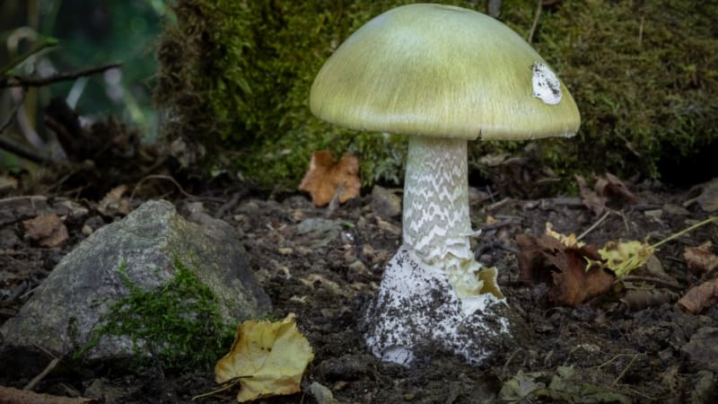 Výskyt smrtelně jedovatých hub uzavřel dětská hřiště v Münsteru. Úřady varují rodiče