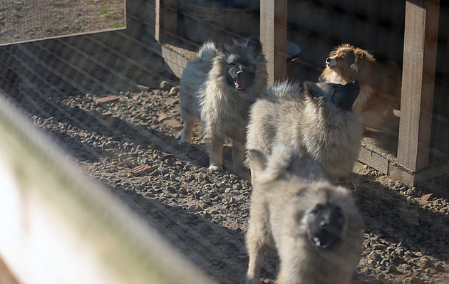 Byznys se psím utrpením. Levně prodávají štěňata z ciziny, ta obvykle brzy uhynou