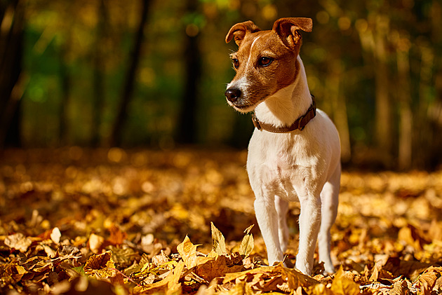 Hlasujte pro roztomilé listopadové mazlíčky, hrají o prémiové české krmivo