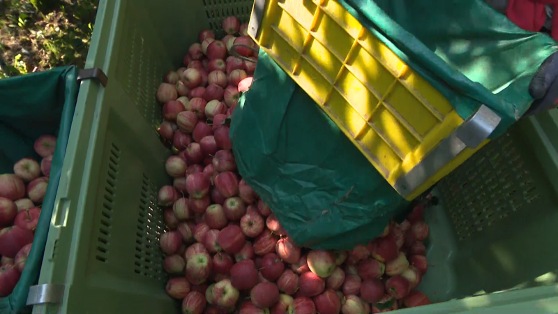 Potravinový ombudsman proti vysokým maržím. Nápad vznikající vlády kritizuje Výborný