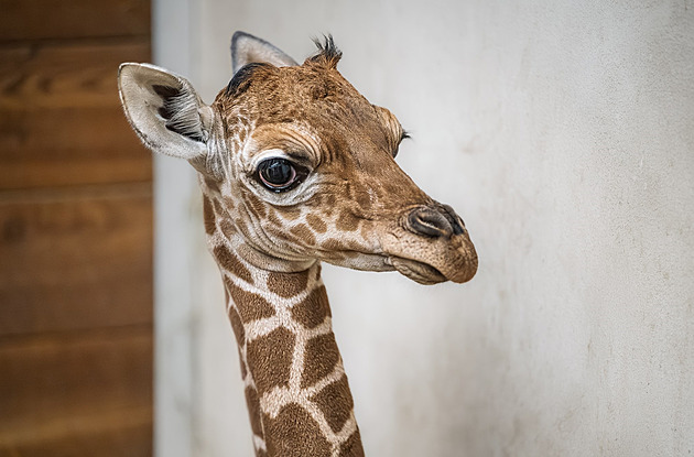 První mládě po 12 letech. Ve dvorské zoo slaví přírůstek ohrožené žirafy
