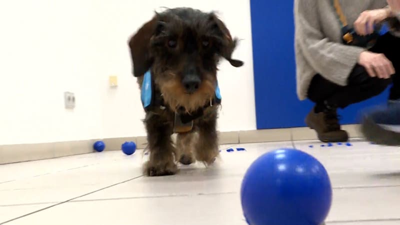 Z výslechových pejsků je hit. Po reportáži na Primě evidují pražští policisté lavinu zájmu