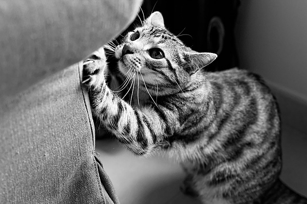 Škrábat drahou sedačku se kočka neodnaučí, ale řešení to má, líčí odbornice