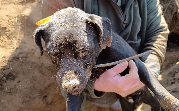 Bagr, lopaty i kamera. Hasiči v lese zachránili loveckého psa, uvázl v noře