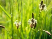 Zelení nepřátelé v ovzduší. Velký průvodce 30 největšími pylovými alergeny