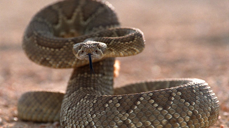 Cyklistu stálo čekání na pomalejšího kamaráda život. Uštkl ho chřestýš a v USA zemřel