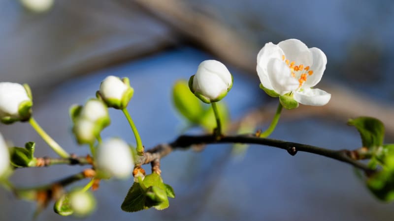 Udeří zrádný noční mráz, ohrozí ovocné stromy. Květy je možné chránit několika způsoby