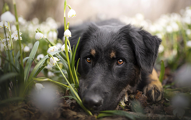 Nejroztomilejší mazlíčci měsíce března vyhráli prémiové krmivo, hlasující knížky