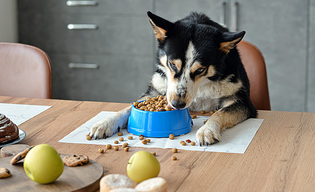 Jak změnit krmivo. Držte se těchto zásad, aby zvíře zůstalo zdravé